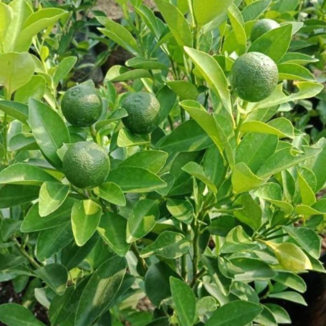 

Tanaman Buah Jeruk Kip MMU