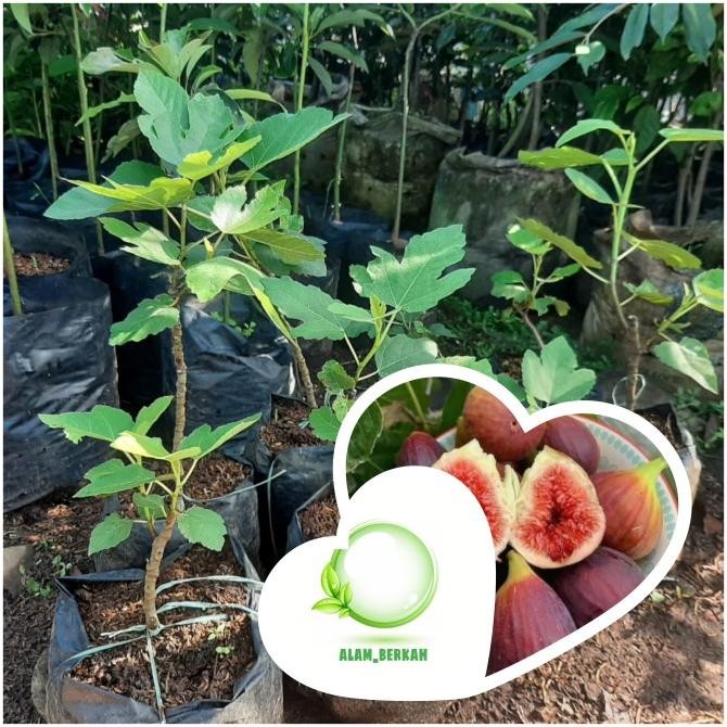 Bibit pohon buah tin/buah ara/tanaman buah tin /buah ara MMU