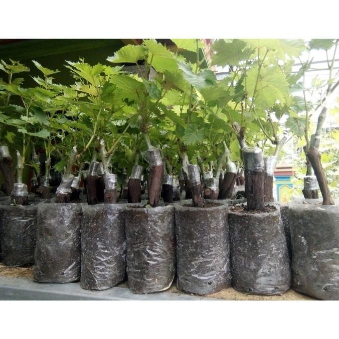 

Bibit Tanaman Buah Anggur Import tum Royal MMU