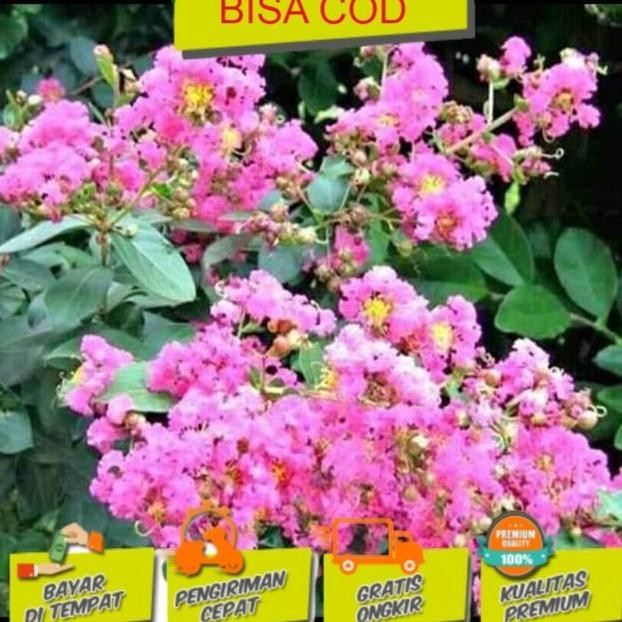 sakura asli jepang Bibit tanaman buah MMU