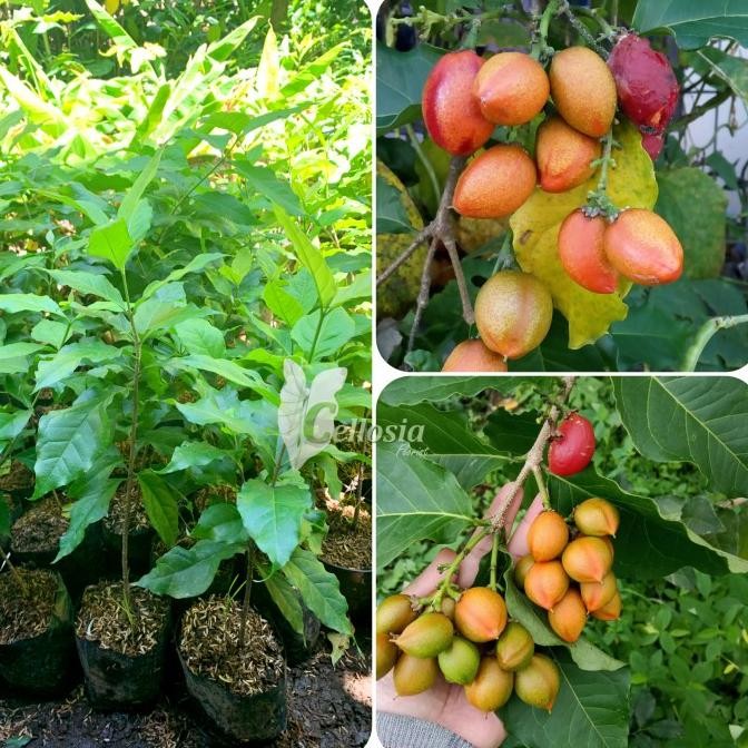 

Bibit Tanaman Buah Kacang Amon / Kacang Mentega Butter Nut MMU