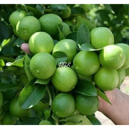 

Bibit Tanaman Buah Jeruk Lemon Lokal MMU