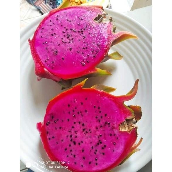 FRES Bibit Buah Naga Kuning Besar Tanpa Duri Grafting VALID