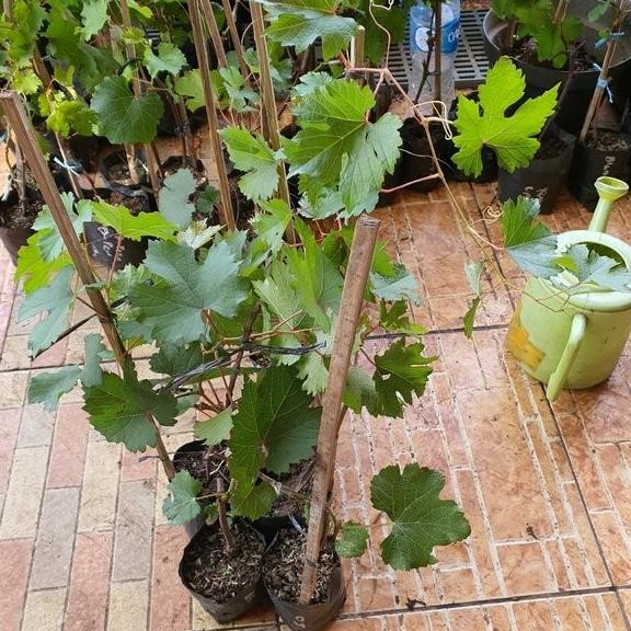 

Bibit Tanaman Buah Anggur Import Ara 15 Tinggi 80cm - Anggur Super MMU