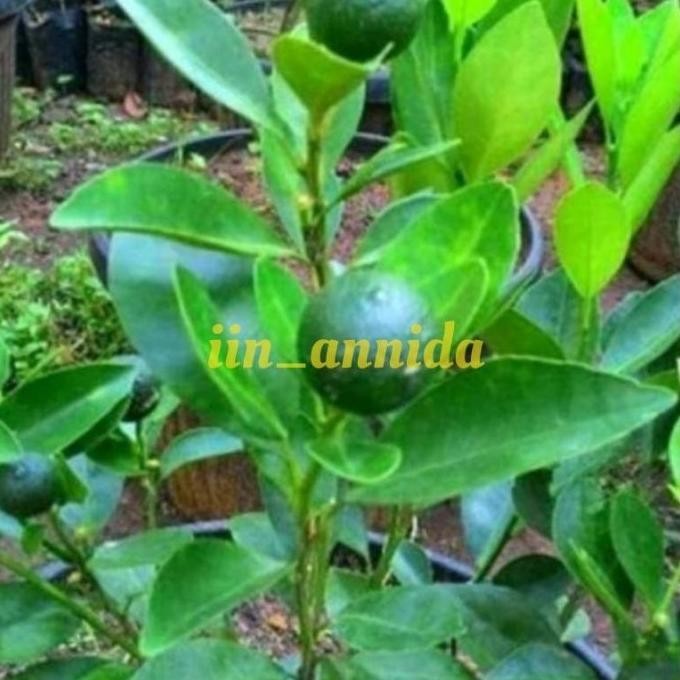 

Bibit tanaman buah jeruk kunci siap BERBUAH/kolomonde/bibit jeruk BB MMU