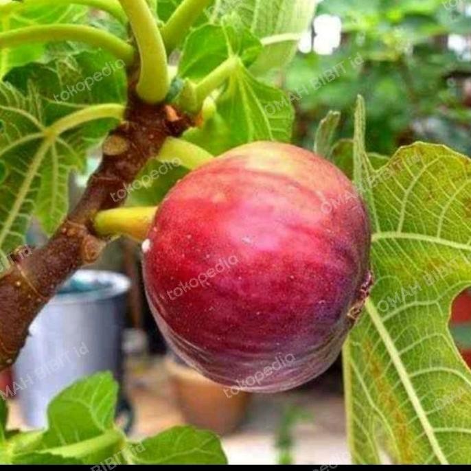 BIBIT TANAMAN TIN BROWN TURKI BERBUAH SUPER-BUAH TIN SUDAH BERBUAH MMU