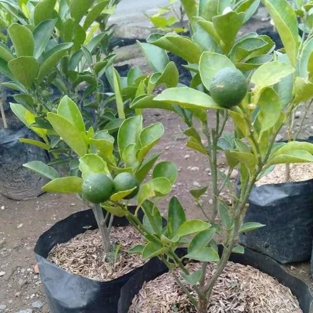 

bibit tanaman buah jeruk nipis berbuah MMU