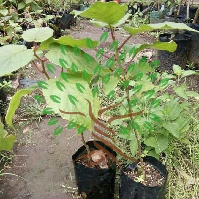 Bibit Tanaman Buah Kiwi Golden Premium-Bibit Pohon Kiwi Golden Premium MMU