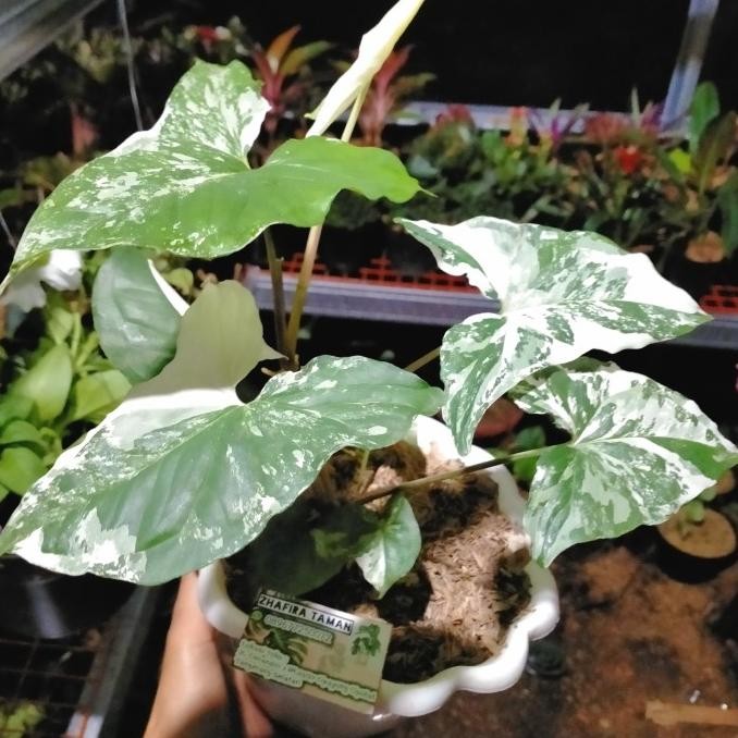 

Diskon Singonium Albi Varigata' Tanaman Hias