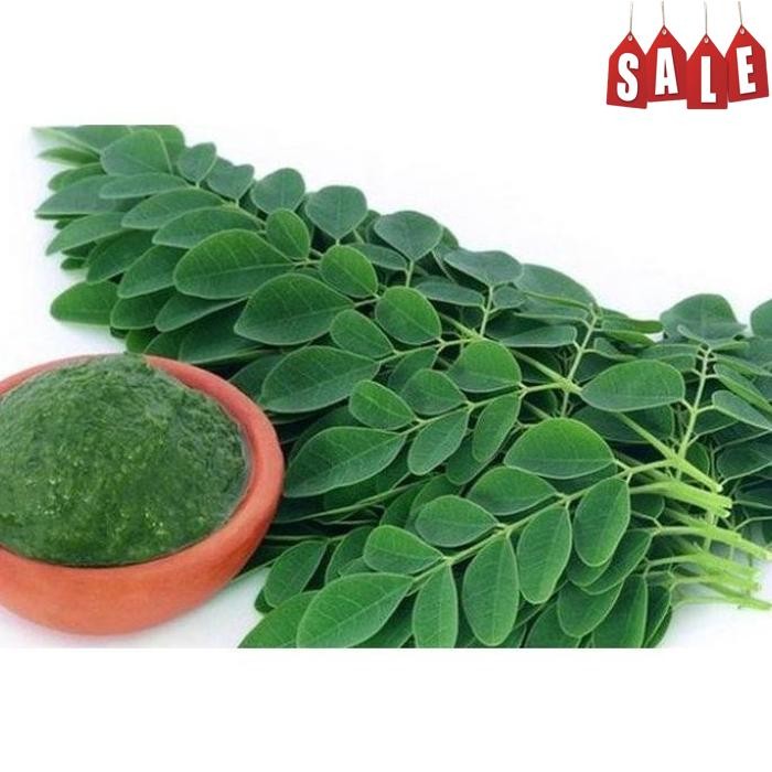 

Premium Terbaik Daun Kelor Asli Moringa Teh Daun Kelor Herbal Alami Moringa Oleifera - Daun Segar, 10 Gram Daun Artificial Premium