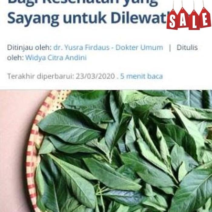

New Arrival Daun Afrika Segar Obat Herbal Teh Cina Daun Ramban