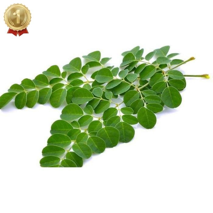 

Special Price Daun Kelor Segar Tanaman Organik 100 Gram Pohon Herbal Daun Herbal Asli Kalimantan