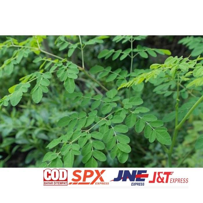 

Promo Daun Kelor Segar Tanaman Organik 100 Gram Pohon Herbal Daun Herbal Segar