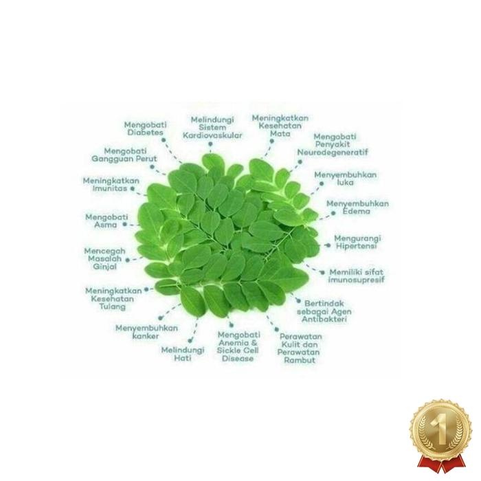 

Terbaru Daun Kelor Asli Moringa Teh Daun Kelor Herbal Alami Moringa Oleifera - Daun Segar, 10 Gram Daun Herbal Segar