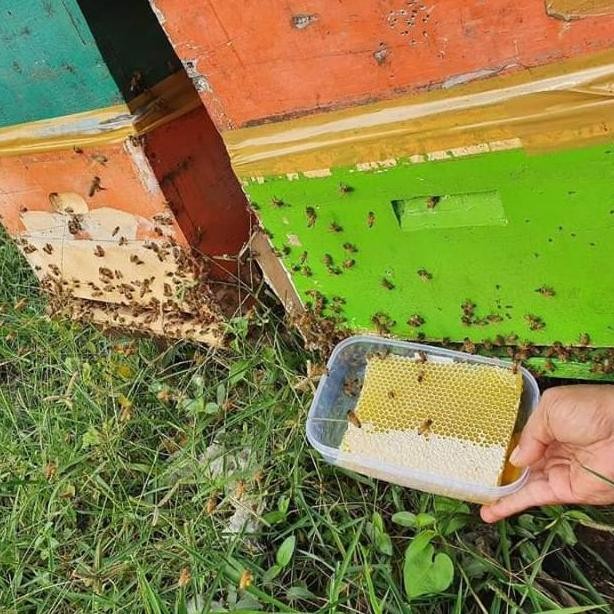 

Flash Sale Grosir Paket Hemat Kemasan 1 Kg Madu Sarang Sarang Madu Melifera Honeycomb Madu Liar Madu Asli Madu High Quality