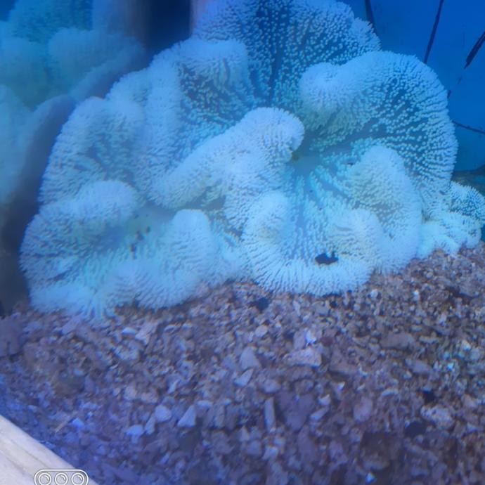 ANEMON KARPET WARNA HIJAU M 0210T