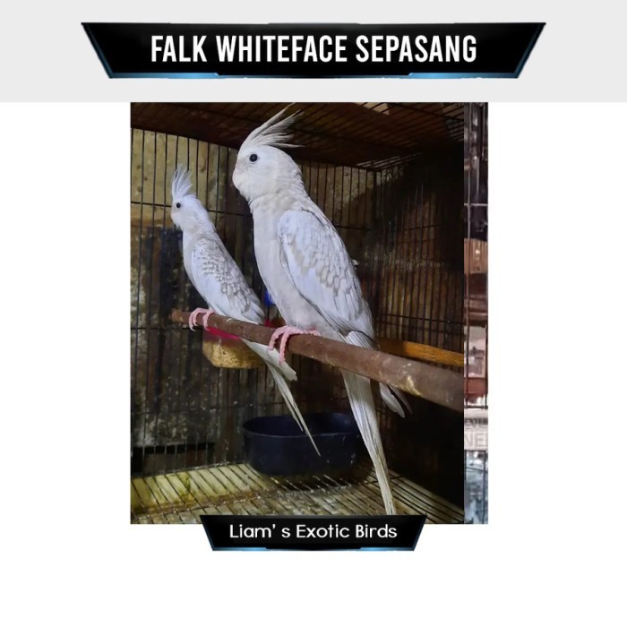 Burung Falk White Face Sepasang Siapan