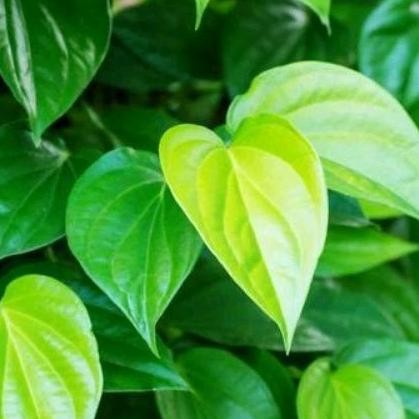 

Bahan Terbaik Promo Bulan Ini (100 Lembar) Daun Sirih Segar Daun Herbal Daun Ramban Good Quality