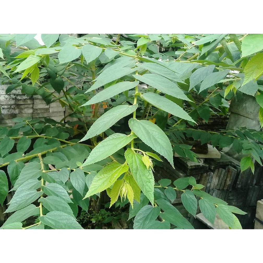

Jaminan Mutu Special Price Daun Segar Cherry Kersen Talok 100 Gram Herbal Kesehatan Tubuh Daun Herbal Alami Bahan Terbaik