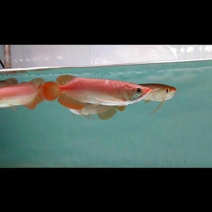 ikan arwana super red 100% chili lengkap serti + chip