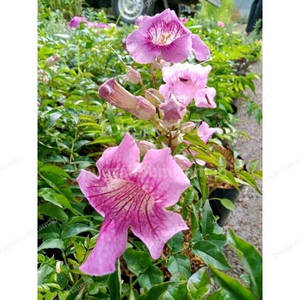 Sale Tanaman Hias Tecomaria Bunga Pink