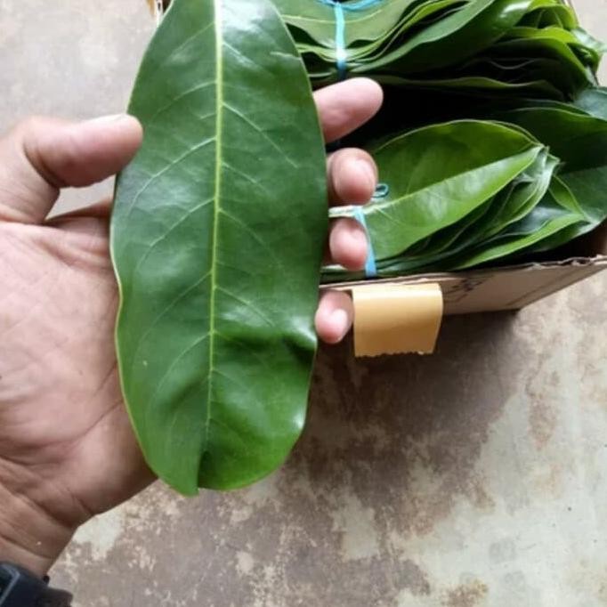 

Kualitas Tertinggi Special Price Daun Sirsak Segar 100 Gram Daun Herbal Premium Good Quality
