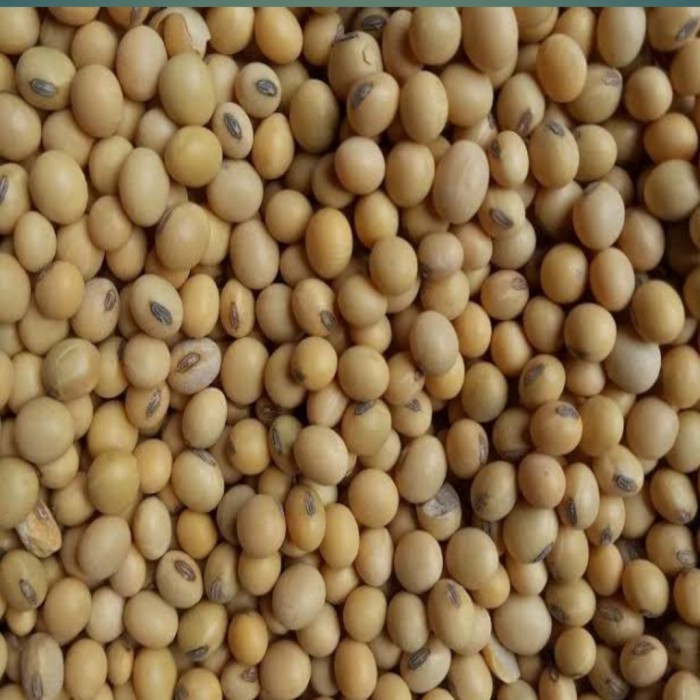 

KACANG KEDELAI MENTAH SUPER IMPOR-5KG-10KG