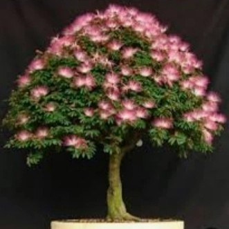 ris tanaman bonsai kaliandra import bunga pink.