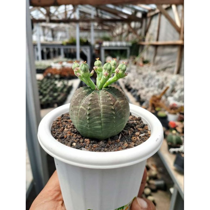 euphorbia obesa medium size KAKTUS SUKULEN TANAMAN HIAS