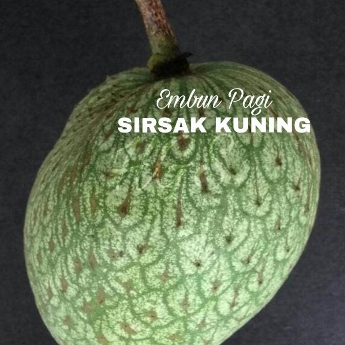 Bibit buah Sirsak Kuning at Sirsak Golden MMX