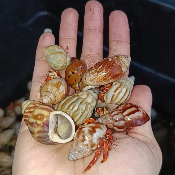 PRODUK TERBATAS 10 Mainan Kelomang Darat S Kaki Merah