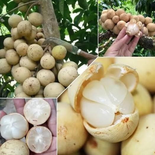 Bibit Duku Tanpa Biji Super Cepat Berbuah | Bibit Tanaman Buah Duku Tanpa Biji Unggul MMU