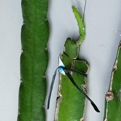 BIBIT BUAH NAGA KUNING/ POLARA EQUADOR GRAFTING MMU