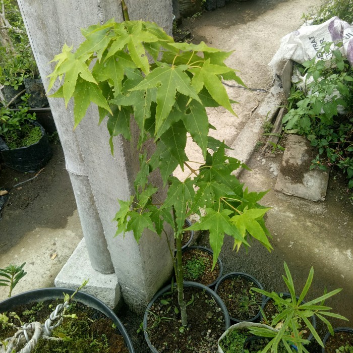 pohon maple import jepang tinggi 1mter lebih