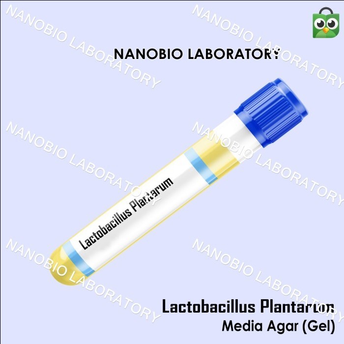 Isolat Culture Mikroba Lactobacillus plantarum Gel / Cair