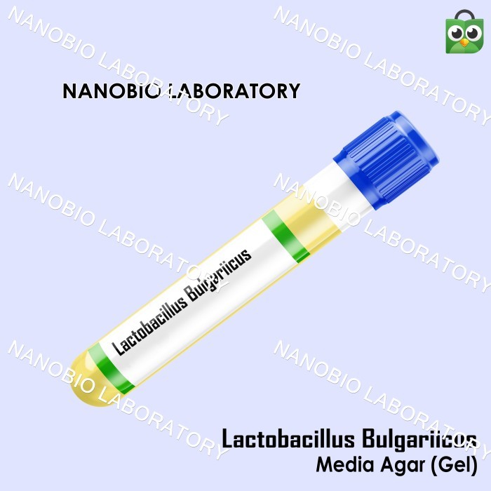 Isolat Kultur Mikroba Lactobacillus bulgaricus Tube Gel