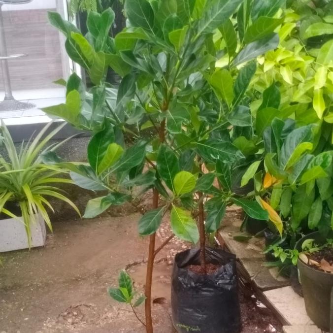 Bibit nangka pohon nangka buah nangka madu/mini ukuran besar