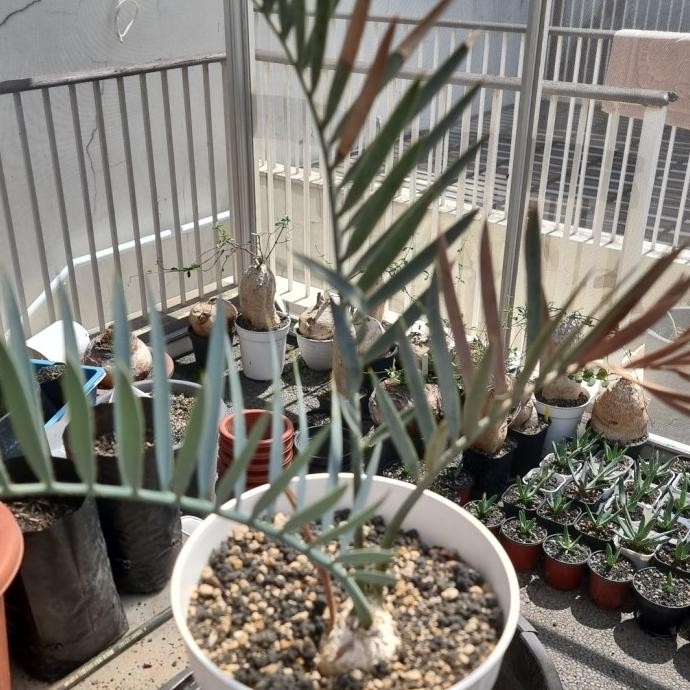 encephalartos lehmanii rare cycads sikas biru