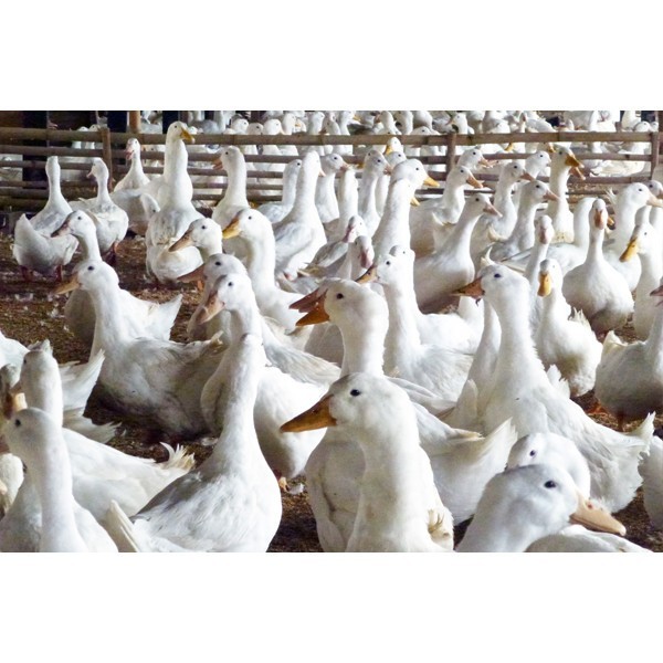 

Bebek Peking Bebek-Ku 1.0 - 1.1 Kg