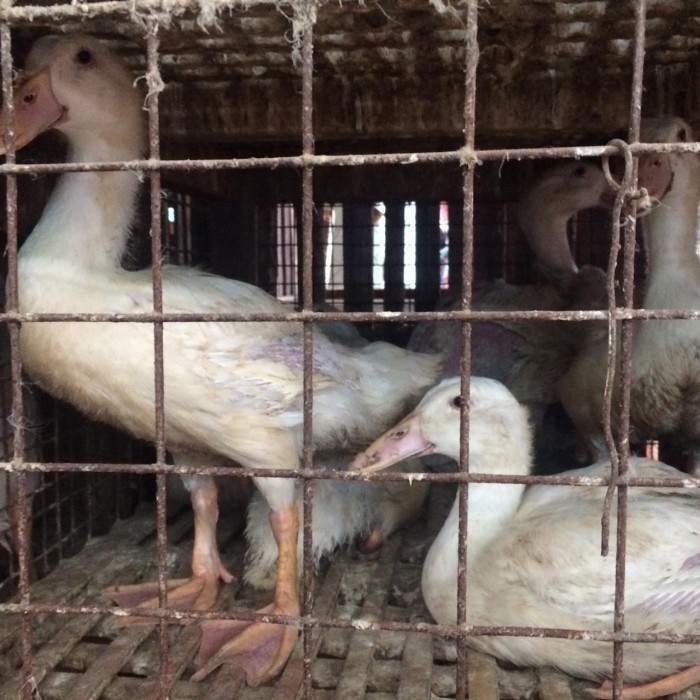 

Bebek Peking Hibrida Fresh (1000-1200Gr)