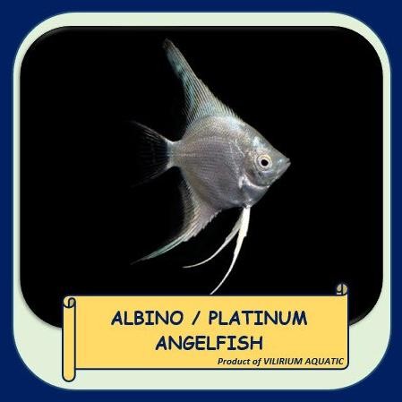 IKAN HIAS AIR TAWAR - ANGELFISH / MANFISH ALBINO / PLATINUM Terlaris