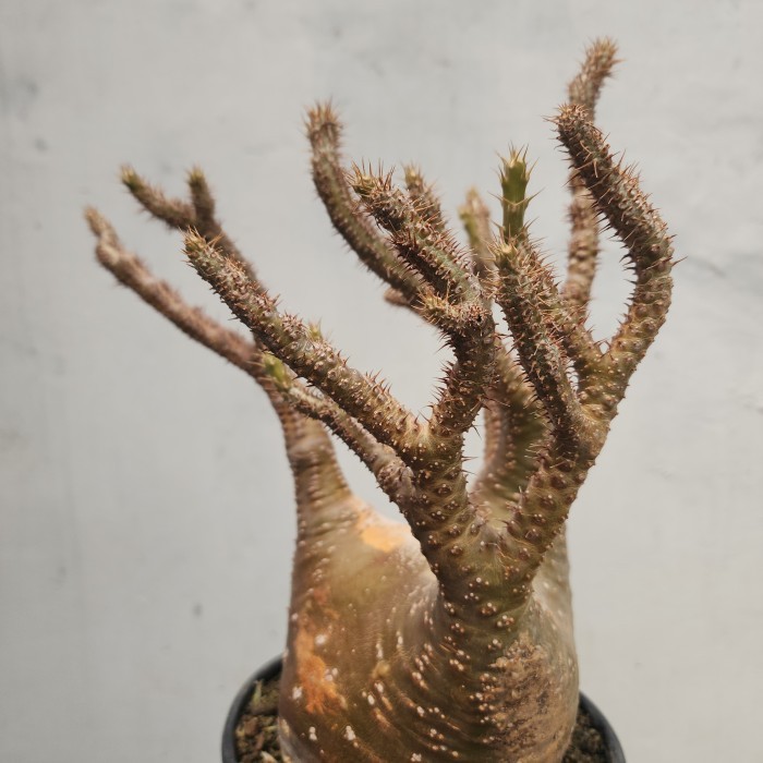 Pachypodium "gracilius"