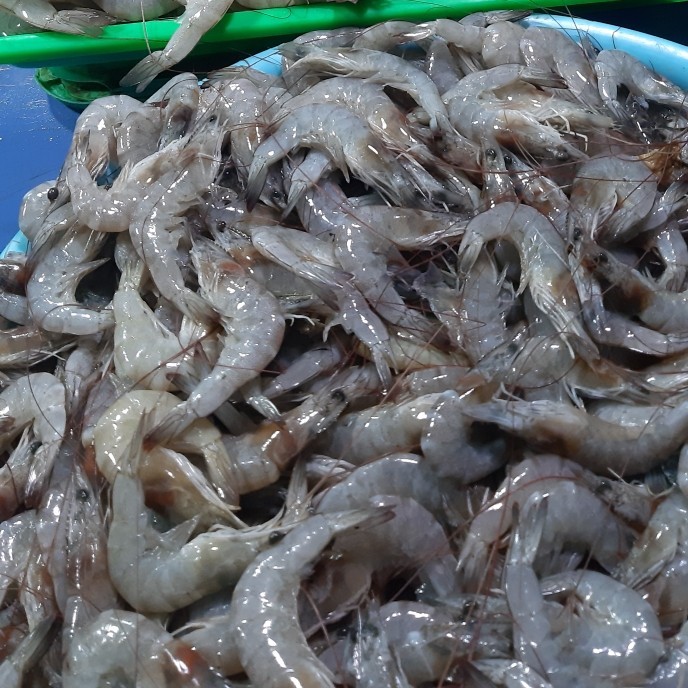 

Udang Laut Sedang 1Kg (1000G)