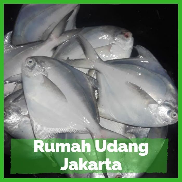 

Ikan Bawal Putih 500 Gr 2-4 Ekor Ikan / Bawal Laut Fresh (Bersih)