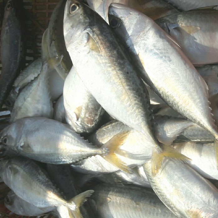 

Ikan Kembung Segar 1 Kg