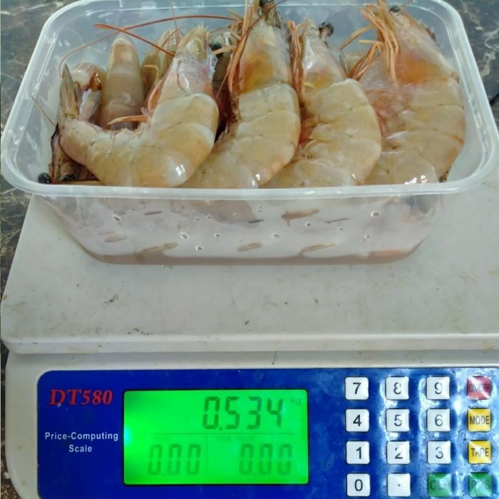 

Udang Jerbung @1 Kg - Size 50 /Udang Laut /Udang Laut Segar Fresh