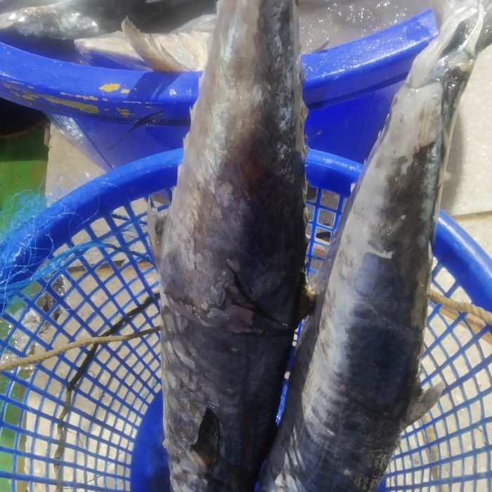 

Ikan Tenggiri Segar. Ukuran Besar 1Kg