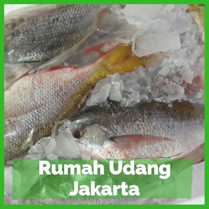 

Ikan Ekor Kuning Segar / Ikan Laut Segar