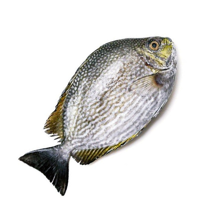 

Ikan Baronang Segar @1Kg