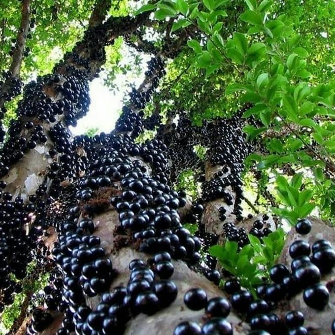

Bibit tanaman buah anggur bril jaboticaba preco cepat berbuah MANTEP